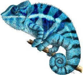 Chameleon