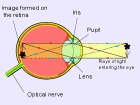 Visual Perception