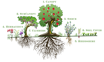 Food Forest